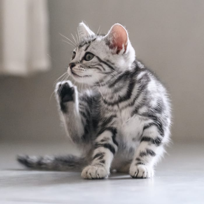 Veterinary Diagnostic Lab for Cats in Franklin